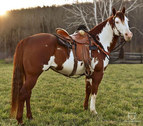 Paint horse stallion with western saddle. American Paint Horse, Painted Horses, Horse Facts, Pinto Horse, Barrel Racing Horses, Rodeo Horses, Big Horses, Paint Horse, Barrel Horse