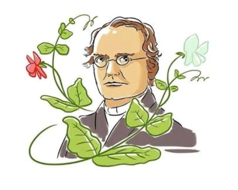 En esta pagina de instagram se pueden encontrar una serie de imágenes relacionadas con Gregor Mendel, además de una breve descripción en estas. Neet Biology, Biology Genetics, Biology Drawing, Gregor Mendel, Science Cartoons, Halloween Pumpkin Crafts, Study Biology, Biology Art, Indonesian Art