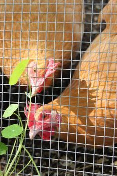 Urban Chicken Farming, Chicken Coop Garden, Portable Chicken Coop, Urban Chickens, Chicken Coop Run, Backyard Chicken Farming, Chicken Life, Best Chicken Coop, Chicken Run