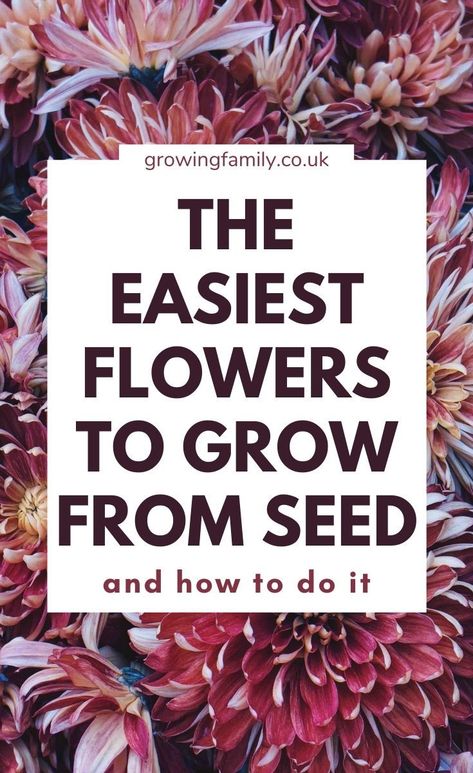 Need help growing flowers from seed? This flower gardening for beginners guide covers 12 easy flowers to grow from seed plus planting tips. #growingfamily #gardeningtips How To Plant Flower Seeds, How To Grow Flowers, Easy Seeds To Grow, Growing Flowers From Seeds, Easy Flowers To Grow, Planting Flowers From Seeds, Flowers From Seed, Fast Growing Flowers, Best Plants For Shade