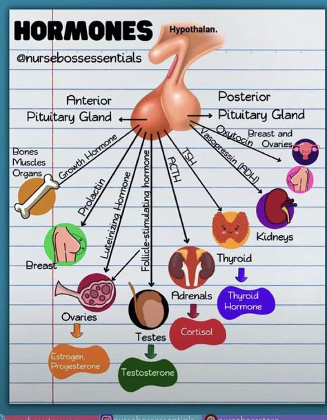 Learn Biology, Human Organs, Human Body Organs, Nursing School Essential, Medical School Life, Nursing School Motivation, Basic Anatomy And Physiology, Nurse Study Notes, Nursing Student Tips