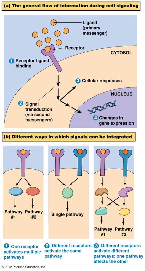 Cell Signaling, Biology Notes Cell Structure, Types Of Cells Biology, Cell And Molecular Biology Notes, Cell And Molecular Biology, Interphase Cell Cycle, Signal Transduction, Studying Medicine, Study Biology