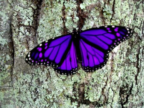 For Purple Butterfly | Page 2 | My PTSD Forum All Hd Wallpaper, Purple Butterfly Wallpaper, Butterfly Purple, Butterfly Pictures, Purple Reign, Purple Love, All Things Purple, Purple Butterfly, Butterfly Wallpaper