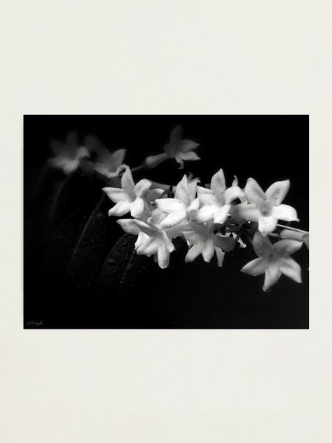 "Black and White Jasmine Flowers Photo" Photographic Print by ArtVixen | Redbubble Jasmine Flower Aesthetic, Jasmine Tree, 1st Doctor, Jasmine Flowers, White Jasmine, Flowers Photo, Jasmine Flower, Flowers Photography, Model Photography