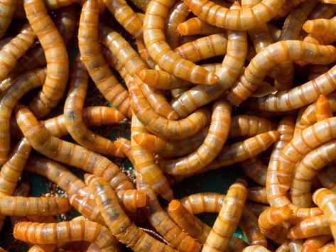 Finding the Right Mix of Food for Your Composting Worms Worm Tea, Worm Beds, Red Wiggler Worms, Types Of Worms, Red Wigglers, Meal Worms, Worm Bin, Worm Castings, Extra Protein