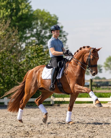 How impressive is this horse? 😍 #equestrian #dressage #horse Dressage Horses Photography, Dressage Aesthetic, Equestrian Dressage, Horse Photo, Dream Horse, Horse Aesthetic, Dressage Horses, Horse Equestrian, Horse Photos