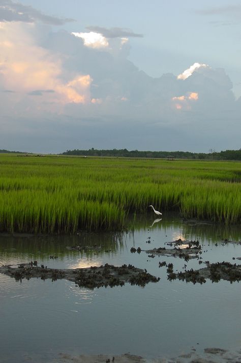 "Low Country Marsh Scene" was taken in a favorite place to photograph the natural beauty of the low country of South Carolina! Water Painting, Beach Art, Landscape Photos, Nature Pictures, Painting Inspiration, Beautiful Landscapes, Landscape Art, Fine Art America, Beautiful Nature