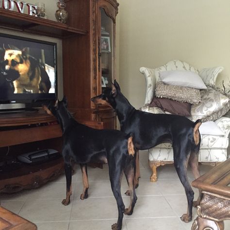 Favorite movie, "Hotel for Dogs." So funny to watch them interact with the television. Doberman Family, Doberman Pictures, Hotel For Dogs, Chihuahua Pictures, Types Of Chihuahua, Chihuahua Teacup, Pincher Dog, Doberman Pinchers, Doberman Mix