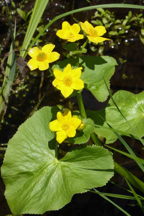 Kingcup Flower, Uk Wildflowers, Wild Flowers Uk, Caltha Palustris, Children's Wallpaper, Marsh Marigold, Kids Wallpaper, Perennials, The Family