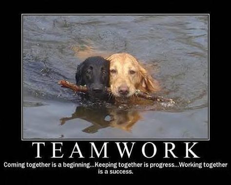 It's always about teamwork. Funny Team Quotes, Teamwork Funny, Teamwork Quotes For Work, Teamwork Quotes Motivational, Inspirational Teamwork Quotes, Workplace Quotes, Dog Sayings, Team Building Quotes, Team Quotes