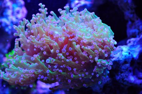 Frogspawn Coral, Reef Tank Design, Nano Reef Tank, Coral Pictures, Frog Eggs, Hard Coral, Controlled Chaos, Fish Eggs, Reef Tanks