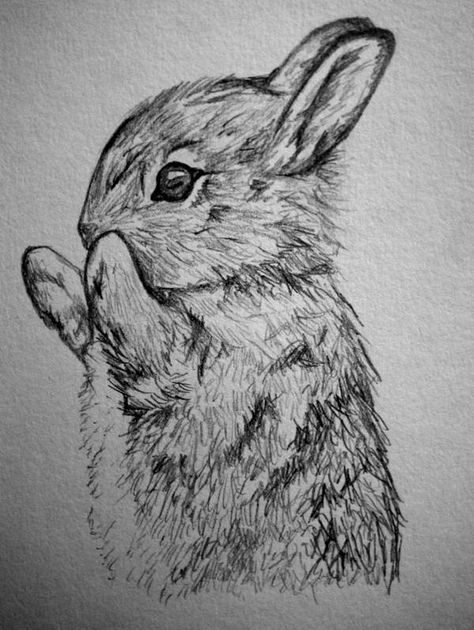 Bunny Rabbit Sketch, Realistic Animal Drawings, Rabbit Drawing, Drawing Hands, Bunny Drawing, Drawing Faces, Bunny Art, Pencil Art Drawings, Animal Sketches