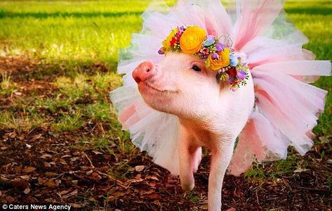 Internet star: Nine-month-old micro-pig Hamlet is pictured wearing a tutu Ballerina Animals, Micro Pig, Pig Pics, Facebook Recipes, Pig Stuff, Micro Pigs, Teacup Pigs, Cute Piglets