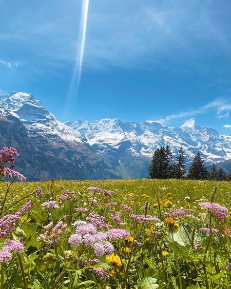 How beautiful the time of blossoms is.... Which is your favourite flower? 🌼 🌾 🌹 🌸 🌱 💛 #DiniWält #jungfrauregion #mürren #mountains #flowers #blossom #madeinbern #switzerland #inLOVEwithSWITZERLAND Switzerland Flower Field, Swiss Alps Spring, Switzerland Meadow, Switzerland Flowers, Murren Switzerland, Switzerland Trip, Mountains Flowers, Switzerland Mountains, Moving To England