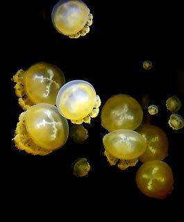 Jelly Soup Yellow Jellyfish, Weird Obsessions, Sea Jellies, Princess Jellyfish, Underwater Images, Art 2022, Beneath The Sea, Deep Sea Creatures, Aquatic Life