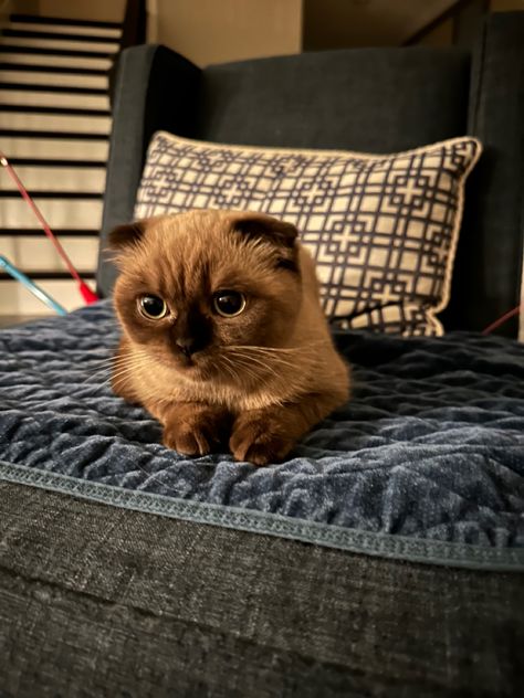 small folded ear cat brown cute baby Fold Ear Cat, Folded Ear Cat, Brown Scottish Fold, Scottish Fold Kitten, Cat Brown, Scottish Fold Kittens, Brown Cat, Scottish Fold, Cat 2