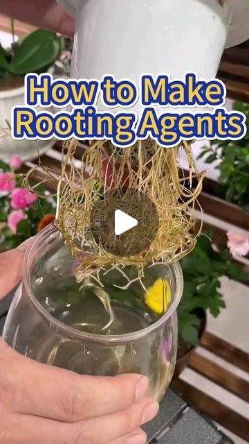 Gardening | Housewife | Farm on Instagram: "Make your own rooting agent #garden #gardening #planting #farming #roots #propagation" Rooting Plants, Jade Plant Care, Water Plants Indoor, Garden Tricks, Fenced Vegetable Garden, Garden Problems, Gardening Planting, Lucky Plant, Small Vegetable Gardens