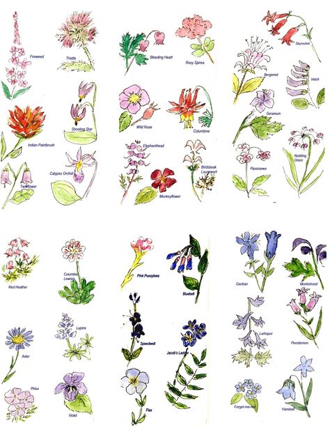 pictures of flower names - Google Search Flowers Name In English, Wildflower Drawing, Colorado Wildflowers, Flower Chart, Flower Types, Yucca Plant, List Of Flowers, Different Types Of Flowers, Popular Flowers