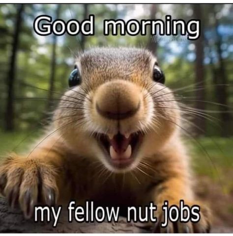 Squirrel Pictures, Funny Day Quotes, Good Morning Funny Pictures, Squirrel Funny, Funny Good Morning Quotes, Slaap Lekker, Morning Quotes Funny, Cute Good Morning Quotes, Good Morning Funny