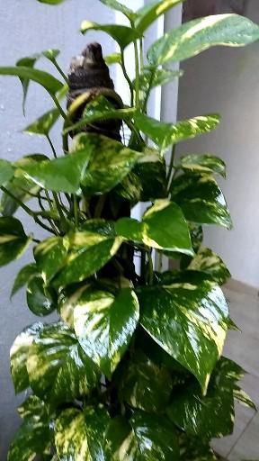 Karen Videos, Money Plant Indoor, Best Bathroom Plants, Modern Gardening, Money Plants, Big Indoor Plants, Medicinal Garden, Small Balcony Garden, Plant Pot Diy