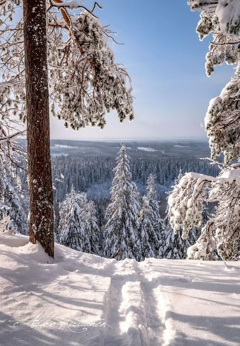 Winter Snow Photography, Colorado Rocky Mountains, Animals Tattoo, Wallpaper Winter, Snow Photography, Winter Szenen, Winter Illustration, Winter Nature, Winter Wallpaper