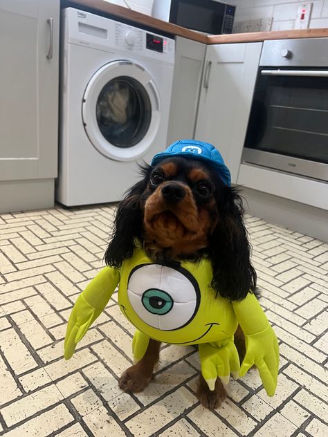 Halloween dog costumes, Monsters inc, Mike wazowski Dog Monsters Inc Costume, Monsters Inc Onesie, Monsters Inc Mike, Mike Wazowski, Dog Halloween Costumes, Halloween Dog, Dog Costumes, Dog Costume, Dog Halloween