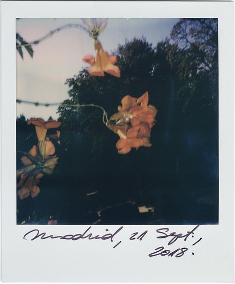 Fall Polaroid Aesthetic, Polaroid Header, Polaroid Pictures Photography, Analog Theme, Flower Film, Polaroid Photography, Viggo Mortensen, Moon Clouds, Polaroid Pictures