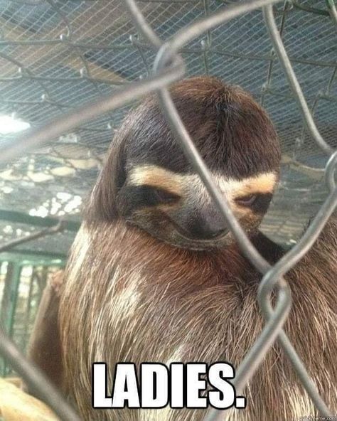 Sloth Memes, A Sloth, Sloths Funny, Animal Humor, Spirit Animals, The Lorax, Cute Sloth, Animal References, Fun Fun