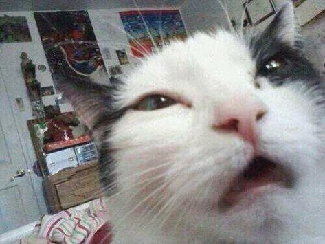 …AND SEE THIS. | 22 Pictures That Perfectly Sum Up Opening Your Front-Facing Camera Last Game Manga, Silly Cats, Funny Animal Pictures, Animal Memes, Cute Funny Animals, Cat Pics, Cool Cats, Looking Up, Cat Memes