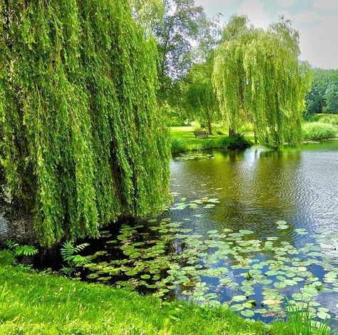 Best Trees to Plant Near Ponds (Koi Pond Trees) - Pond Informer Beautiful Ponds Nature, Landscaping Around Large Pond Ideas, Pond With Willow Tree, Fishing Pond Landscaping, Large Pond Landscaping Ideas, Big Pond Ideas, English Garden Pond, Large Pond Ideas, Pond Sitting Area