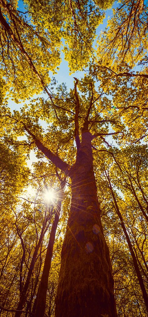 Vertical panoramas are a great way to capture the beauty of light coming through tree branches. Vertical Panorama Photography, Panorama Photography Landscapes, Vertical Panorama, Panorama Photography, Panoramic Photography, Panoramic Photo, Landscape Trees, How To Take, Landscape Photos