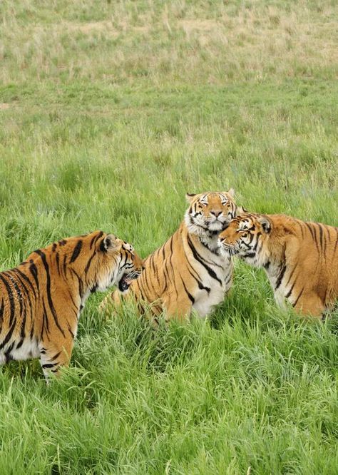 Wild Denver - Zoos, Aquariums & more | VISIT DENVER Wild Animal Sanctuary, Denver Zoo, Visit Denver, Denver Botanic Gardens, Asian Elephant, Childrens Museum, Animal Sanctuary, Animal Planet, Amazing Animals