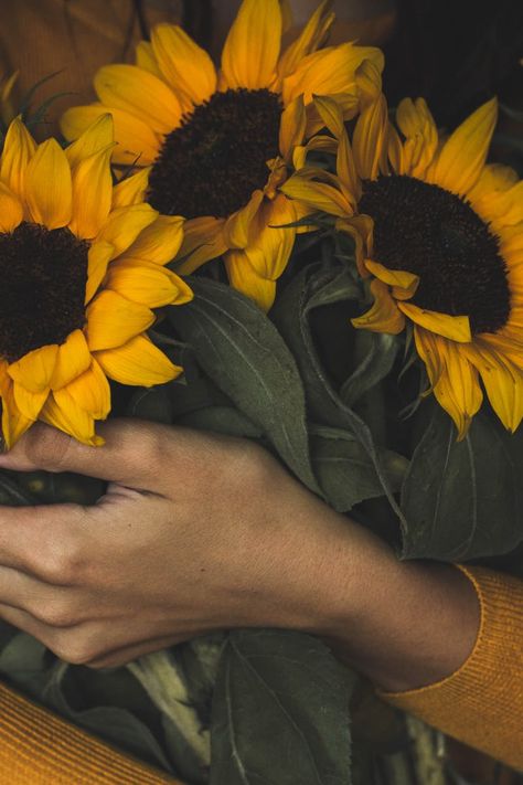 Holding Sunflower, My Own Worst Enemy, Tan Woman, Home Vegetable Garden, Seed Company, Sunflower Fields, Wildflower Seeds, Sunflower Wedding, Aesthetic Painting