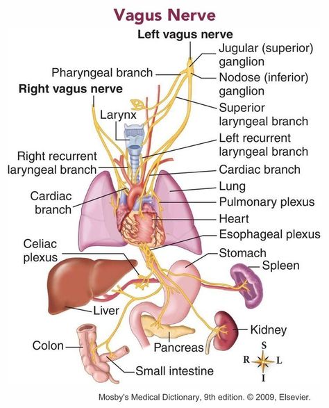 11 Symptoms Of Vagus Nerve Dysfunction Vegas Nerve, Nerve Anatomy, Nervus Vagus, Med Lab, The Vagus Nerve, Medical Tips, Nerve Health, Tin Whistle, Yoga Anatomy