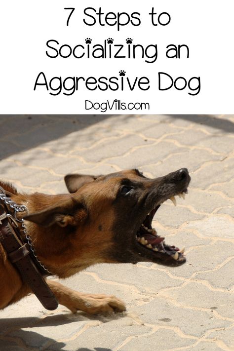 Easiest Dogs To Train, Dog Behavior Problems, Dog Potty Training, Dog Potty, Dog Brain, Dog Training Techniques, Aggressive Dog, Dog Biting, Pet Stuff