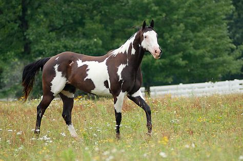 American Paint Horse Info, Origin, History, Pictures | Horse Breeds Information & Pictures Paint Horses For Sale, Pinto Horses, Horse Markings, American Paint Horse, Paint Horses, Painted Horses, Horse Info, Horse Colors, Pinto Horse