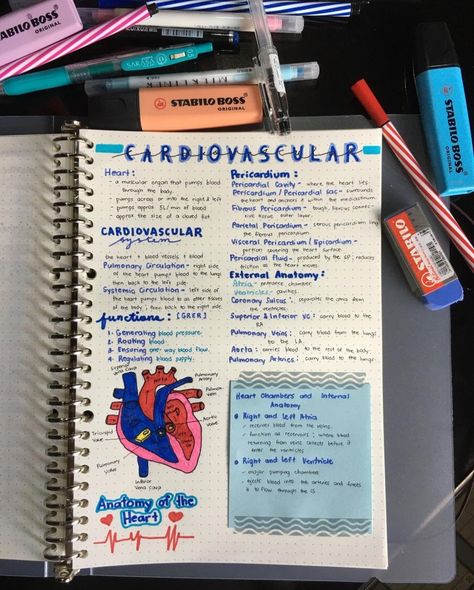 A brief summary of Cardiovascular System The Cardiovascular System, The Cardiovascular System Notes, Sonography Notes Ultrasound, Cardiovascular System Notes Aesthetic, Diagnostic Medical Sonography Student Aesthetic, Cardiovascular Technologist Aesthetic, Cardiovascular Sonography Student, Ultrasound Technician Notes, Diagnostic Medical Sonography Student Notes