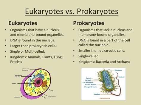 Eukaryotes And Prokaryotes, Prokaryotes Vs Eukaryotes, Prokaryotic And Eukaryotic Cells, Prokaryotic Cell, Cell Organelles, Eukaryotic Cell, Biology Lessons, Year 8, Biology Notes