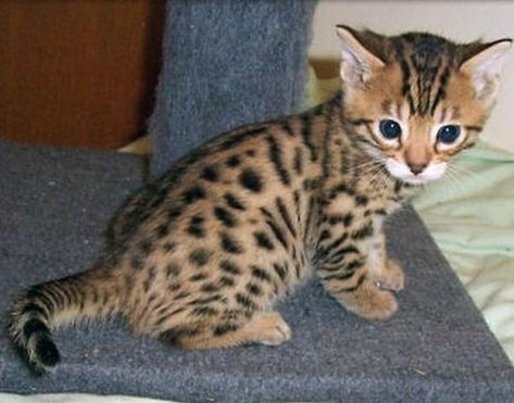 A Cute Gallery of Toyger Kittens Bangel Cats Kittens, Black Bengal Cat, Toyger Kitten, Bengal Cat Kitten, Toyger Cat, Cutest Kittens Ever, Burmese Cat, Bengal Kitten, Wild Tiger