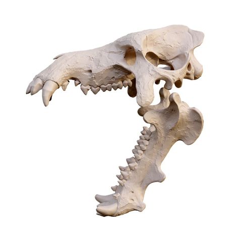 Fossil skull of terrifying jawed pig 3D models download,and view in VisionPro, Meta Quest - Freecreat Tmnt Au, Pig Skull, Omnivorous Animals, Giant Pig, Skull Reference, Shark Hat, Skeleton Anatomy, Green Iguana, Visual Library