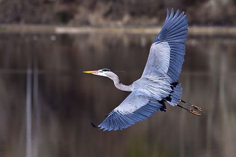 Saw a great blue or grey heron fly overhead and in a creek on my walk around where I live today. 3/13/19 Foto Macro, Biological Diversity, Great Blue Heron, Lake County, Galapagos Islands, Animal Facts, Blue Lake, Bird Pictures, Blue Heron