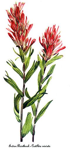 Paintbrush Tattoo, Indian Paintbrush Flowers, Tattoo Indian, Flowers Indian, Vintage Flower Tattoo, Plants Illustration, Brush Tattoo, California Wildflowers, Illustration Botanical