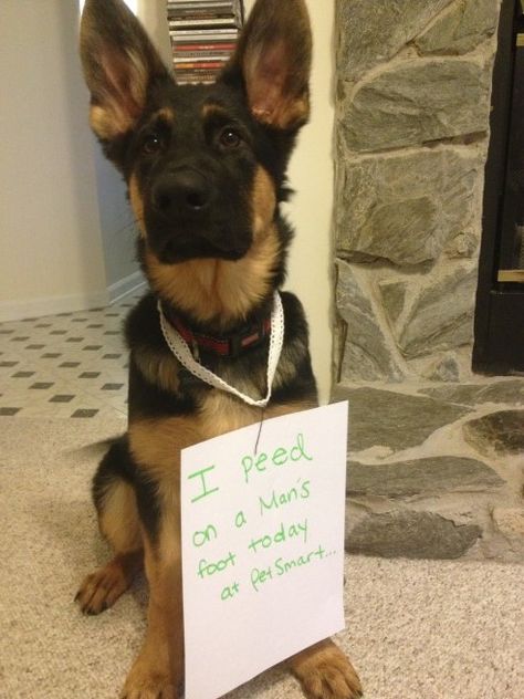 Dog Shaming Photos, Sheperd Dogs, Dog Shaming Funny, Pet Shaming, German Shepherd Pictures, Cat Shaming, German Shepherd Funny, Animal Shaming, Guilty Dog