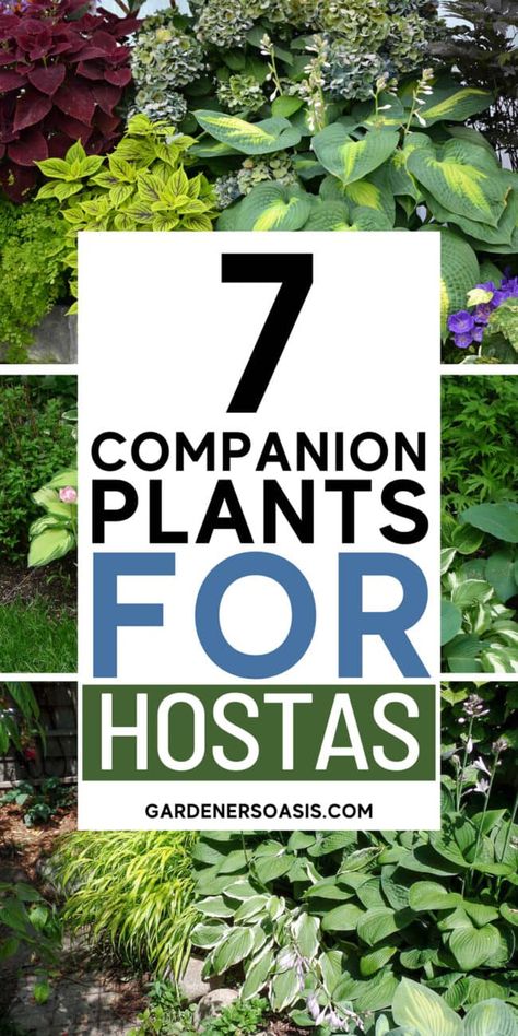 Plant With Hostas, Shade Perennial Garden, Corner Landscaping, Shade Loving Shrubs, Shade Landscaping, Hydrangea Landscaping, Shade Garden Design, Shade Shrubs, Ferns Garden