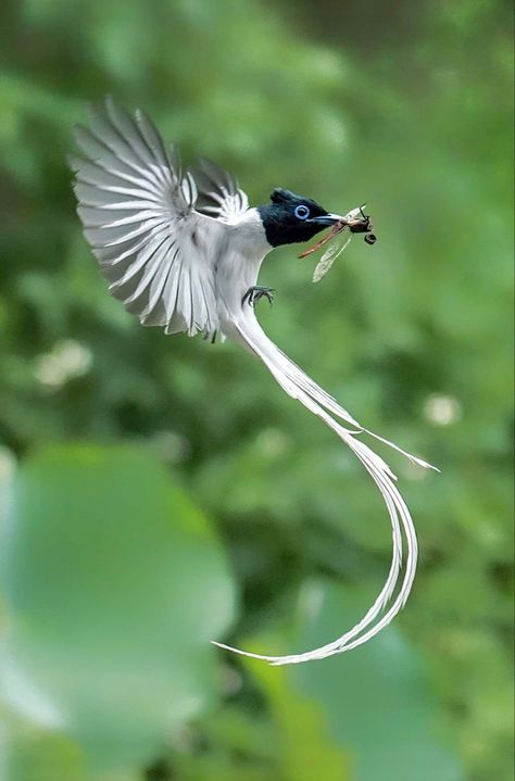 Cool Birds, Paradise Flycatcher, Animal Study, Interesting Animals, About Animals, Pretty Animals, Pretty Birds, Weird Animals, Animals Of The World