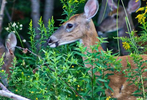 Beautiful as they are, deer can destroy your garden in a very short period of time. They can ruin a vegetable patch in a matter of hours and chew their way Diy Deer Repellent Spray, Homemade Deer Repellent Spray, Deer Repellent Homemade, Homemade Deer Repellant, Deer Repellent, Deer Deterent, Deer Repellant, Yard Plants, Image For