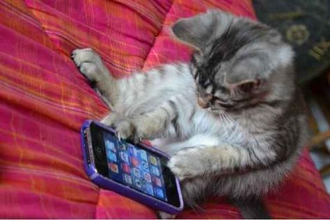 This cat who just downloaded Tinder and is so ready to meet some hotties. Cat On Phone, Cat Lover Quote, Awesome Animals, Cats Iphone, On Phone, Funny Cat Pictures, Cat Wallpaper, Funny Text Messages, Too Long