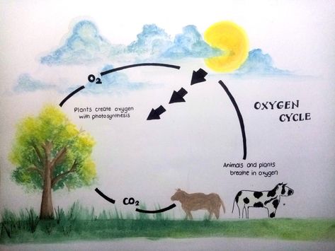 Oxygen Cycle Project, Carbon Cycle Drawing, Carbon Dioxide Cycle, Oxygen Plant, Cycle Drawing, Science Drawing, Carbon Cycle, Green Chemistry, Drawing Examples