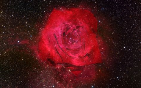 Definitely one of my favorite roses. Cosmic Rose, Heart Nebula, Space Core, Flower Background Design, Space Icons, Astronomy Pictures, Nebulas, Virgo Moon, Spotify Covers