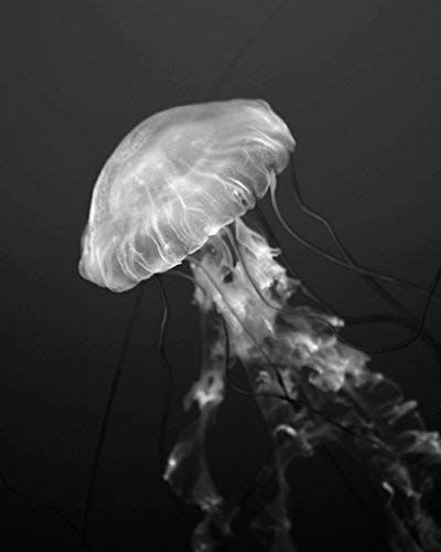 Amazon.com: Black and White Jellyfish Photography Print, Ocean Art Print, Shabby Chic Beach Wall Art, Nautical Wall Decor, Bathroom Wall Art: Handmade Jelly Fish Photography, Black And White Jellyfish, Jellyfish Wall Art, White Jellyfish, Jellyfish Photography, Shabby Chic Beach, Wall Decor Bathroom, Ocean Treasures, Nautical Wall Decor